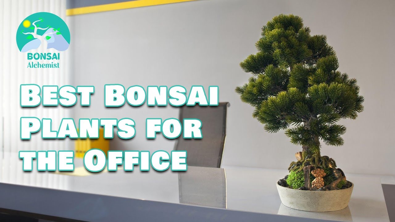 Best Bonsai Tree Gift For Household  Abana Homes