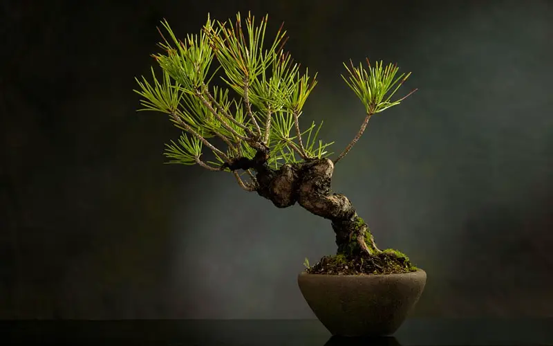 Bonsai lore