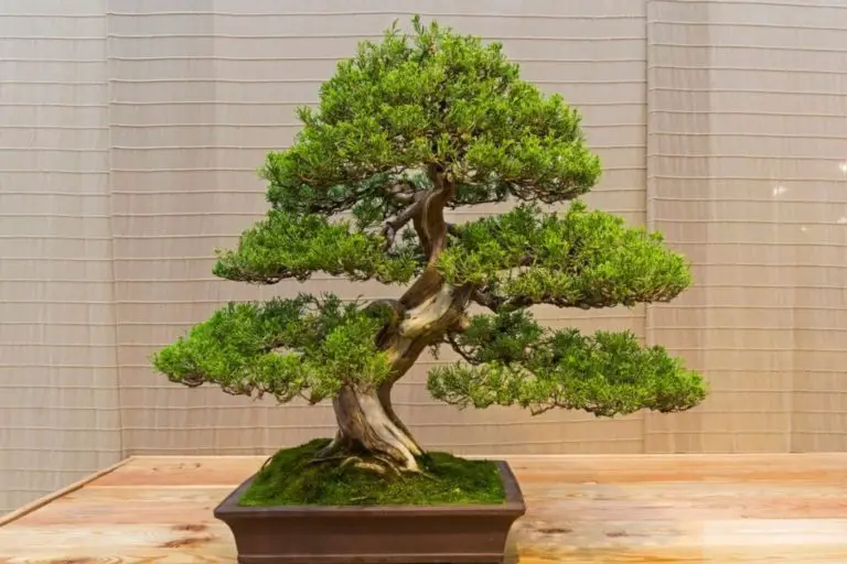 Garden Juniper Bonsai