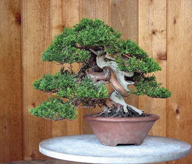 Garden juniper bonsai care