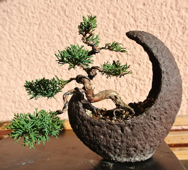 Garden Juniper Bonsai