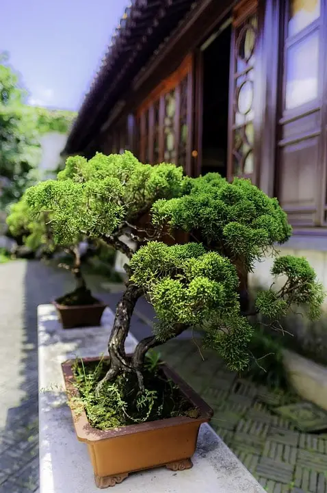 bonsai styles double trunk