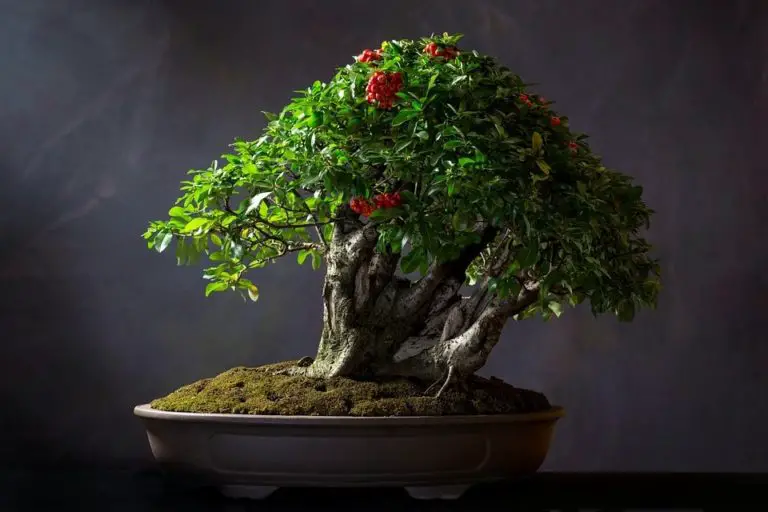 Bonsai Care Bonsai Alchemist bonsai-care-bonsai-alchemist