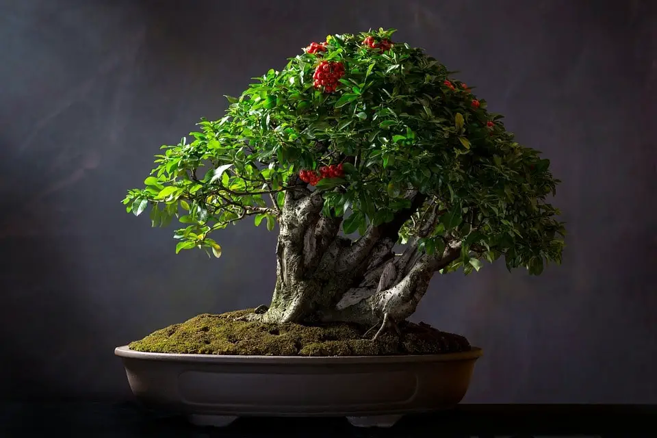 bonsai styles exposed root