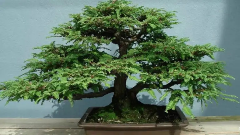 spruce tree bonsai