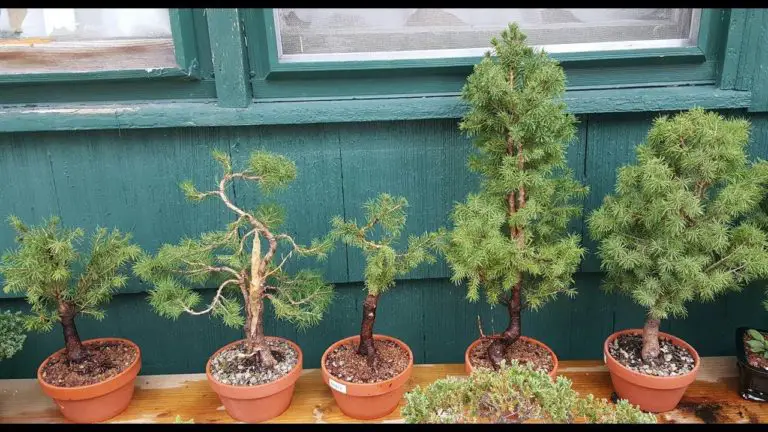 spruce tree bonsai