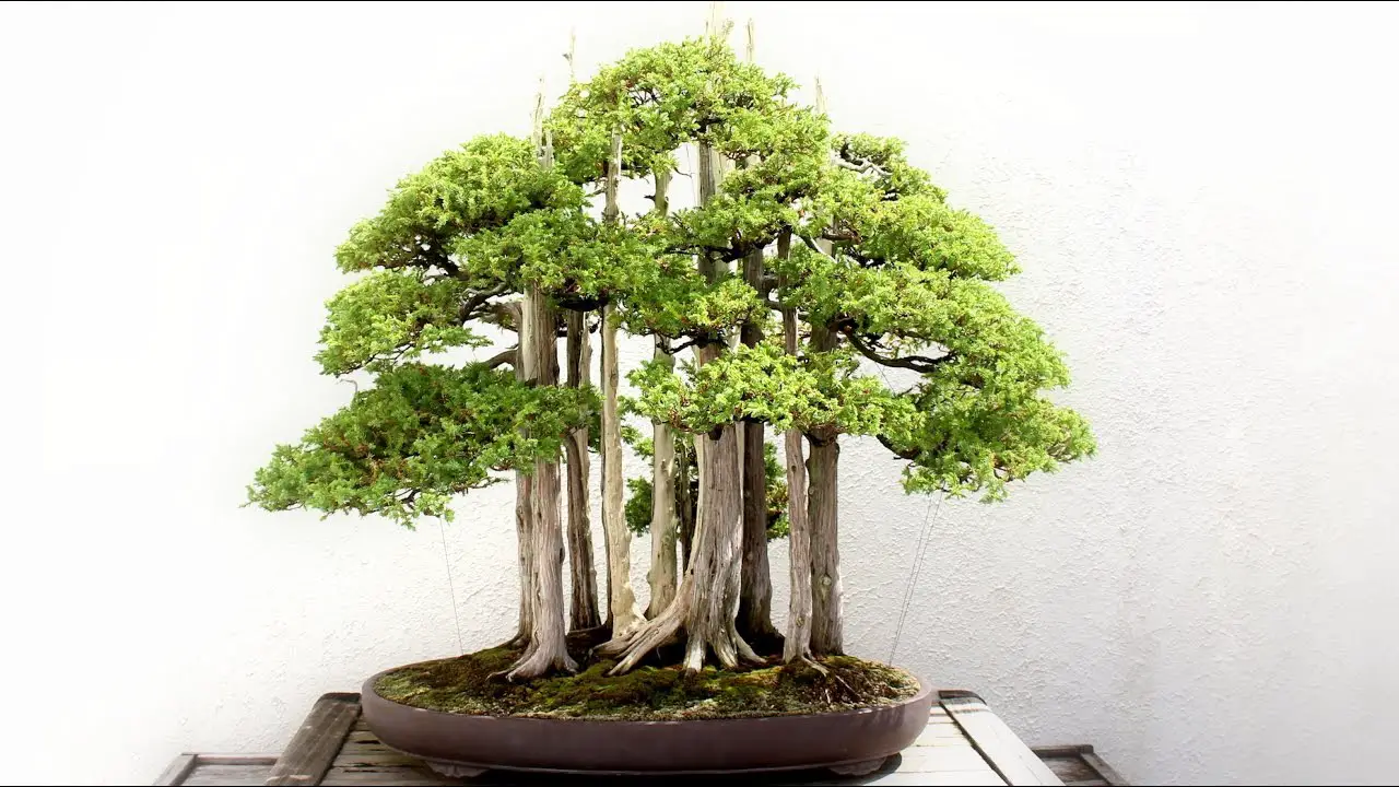 spruce tree bonsai