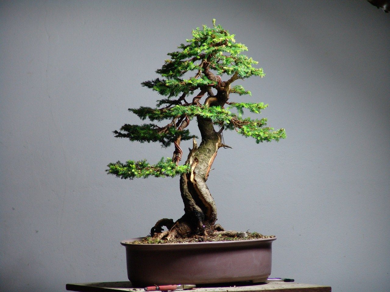 Spruce Tree Bonsai | Picea - Exciting 1 Care Guide!