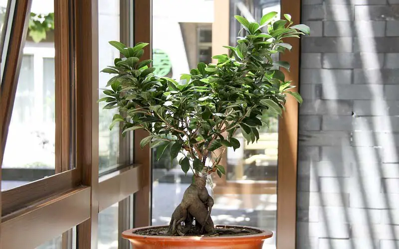 Bonsai tree symbolism