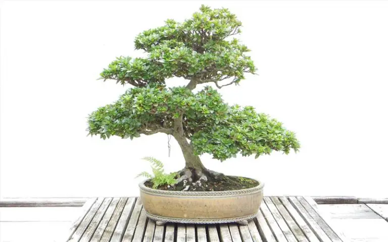 Bonsai tree symbolism