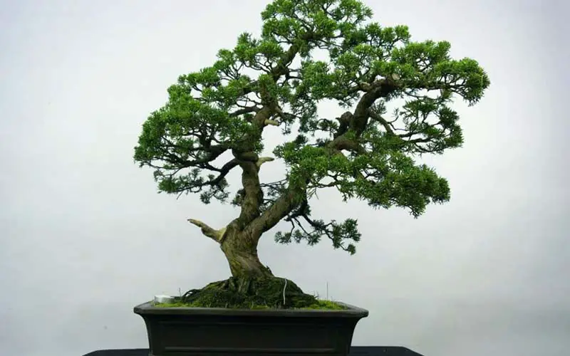 Chinese Juniper Bonsai