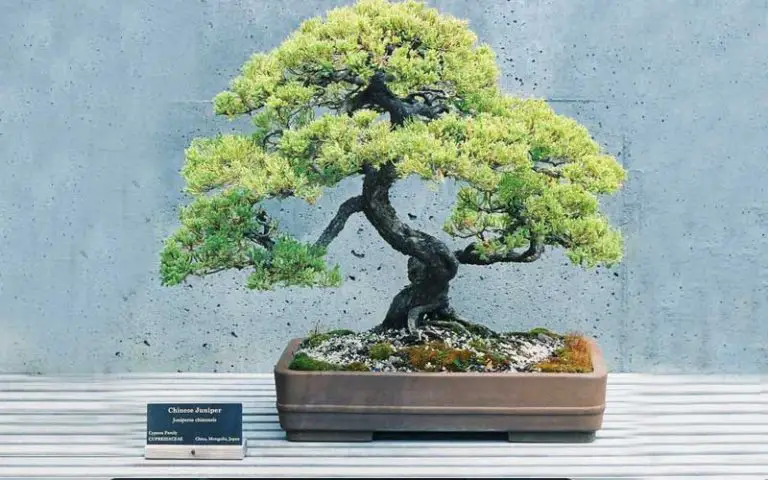 Chinese Juniper Bonsai