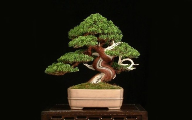 Chinese Juniper Bonsai