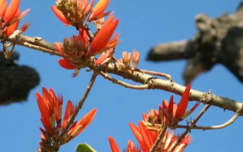 Coral Tree Bonsai