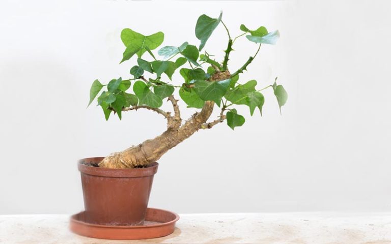 Coral Tree Bonsai