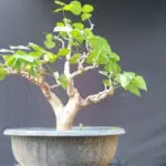 Coral Tree bonsai