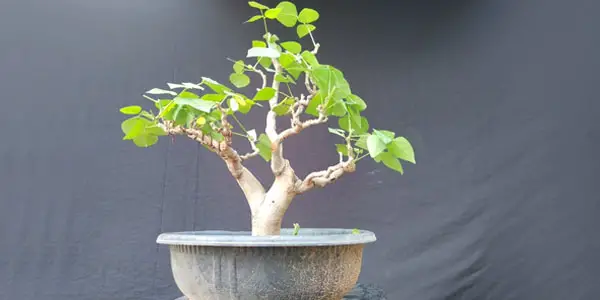 Coral Tree bonsai