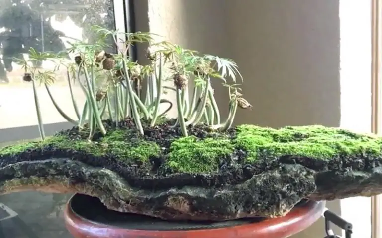 Coral tree bonsai