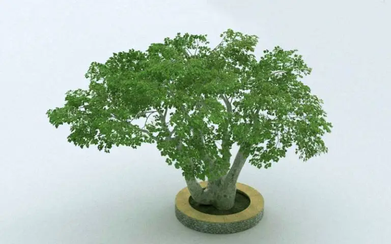 Ficus benjamina