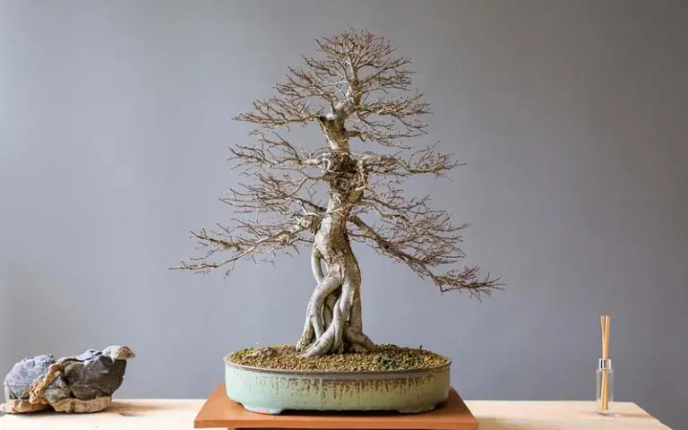 How Often Do You Water Bonsai Trees