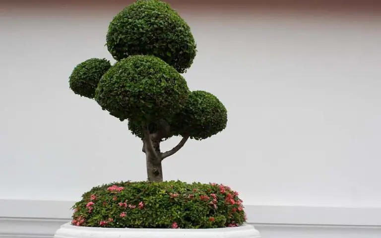 How Often Do You Water Bonsai Trees