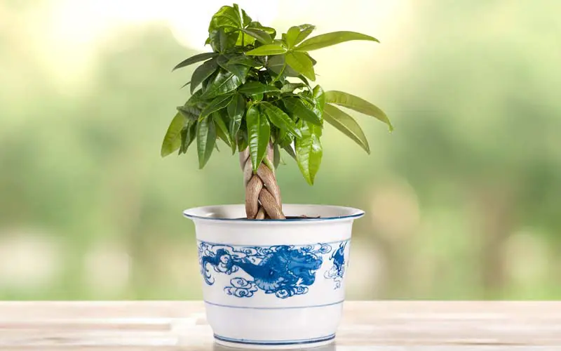 prune a money tree bonsai
