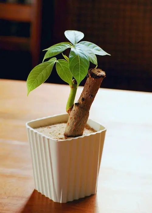 Money Tree bonsai species