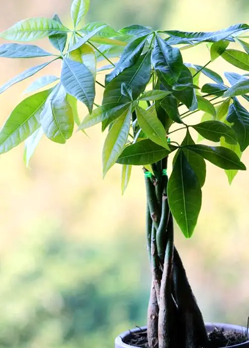 Money Tree bonsai species