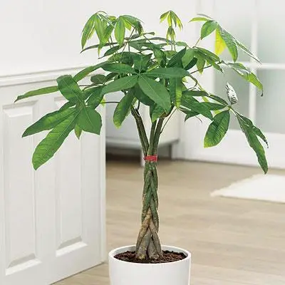 Money Tree bonsai species