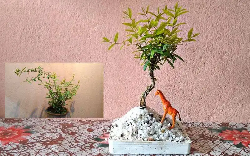 Pomegranate Bonsai