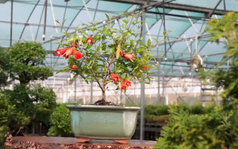 Pomegranate Bonsai