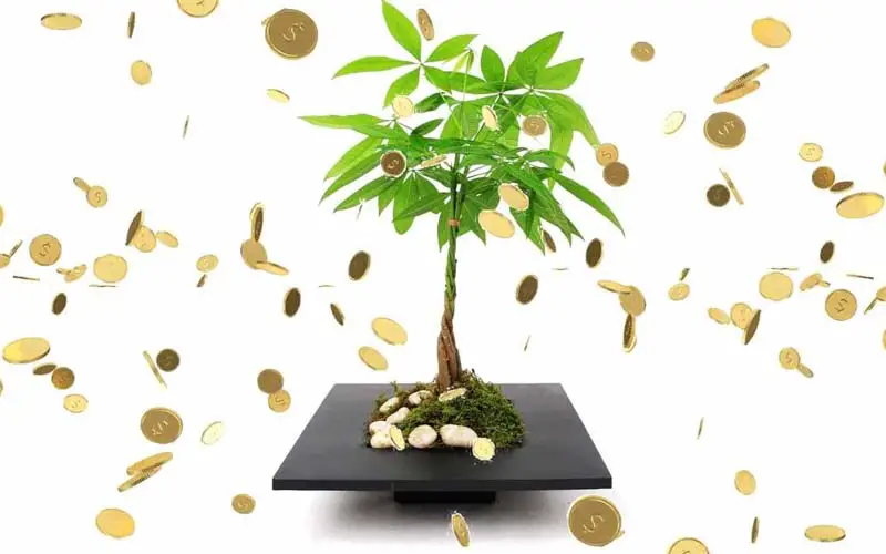 Style a Money Tree Bonsai