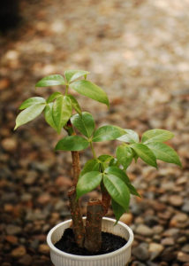 Style a Money Tree Bonsai