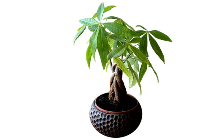 Style a Money Tree Bonsai