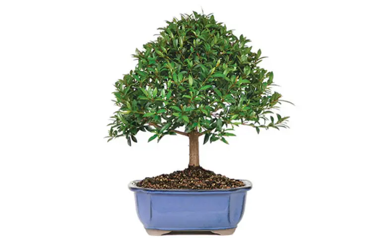 Syzygium Bonsai