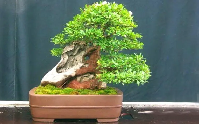 Syzygium Bonsai