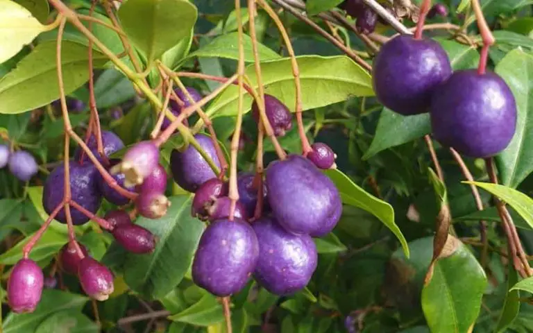 Syzygium Bonsai