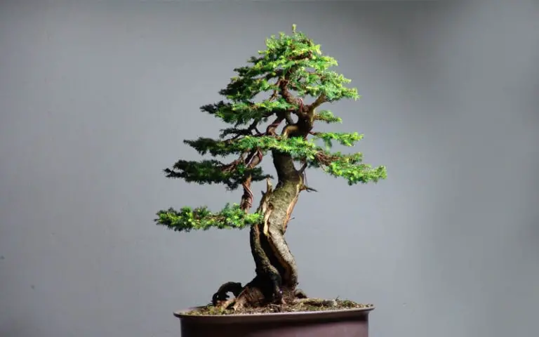 best spruce tree bonsais