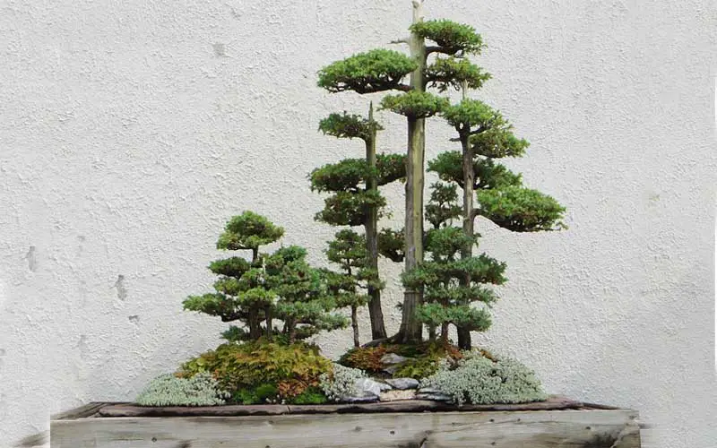 identify a bonsai tree
