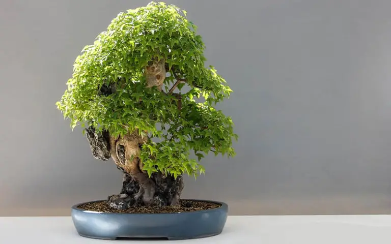 identify a bonsai tree