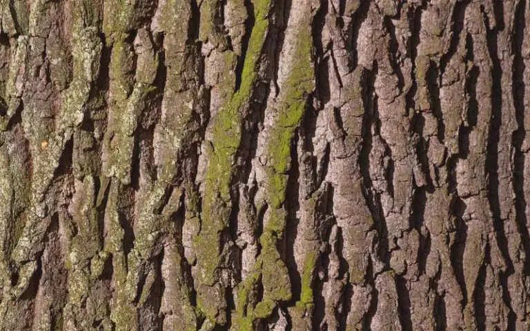 identify a bonsai tree