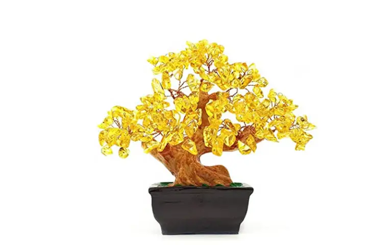 meaning of the Money Tree bonsai