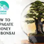 propagate a Money Tree bonsai