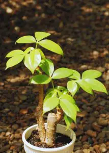 prune a Money Tree bonsai