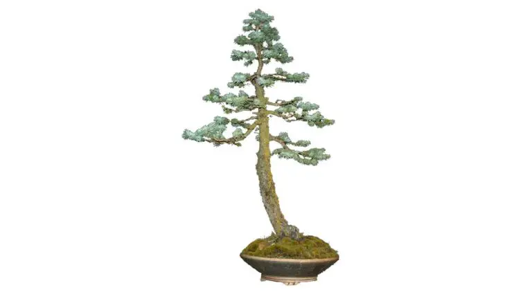 spruce tree bonsai