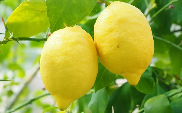 Bonsai Fruit Tree