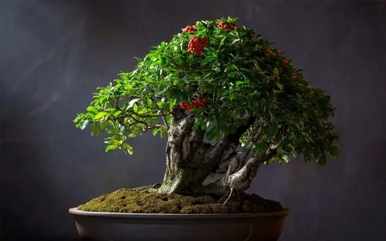 Bonsai Fruit Tree