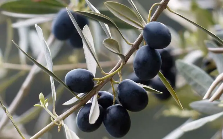 Bonsai Fruit Tree