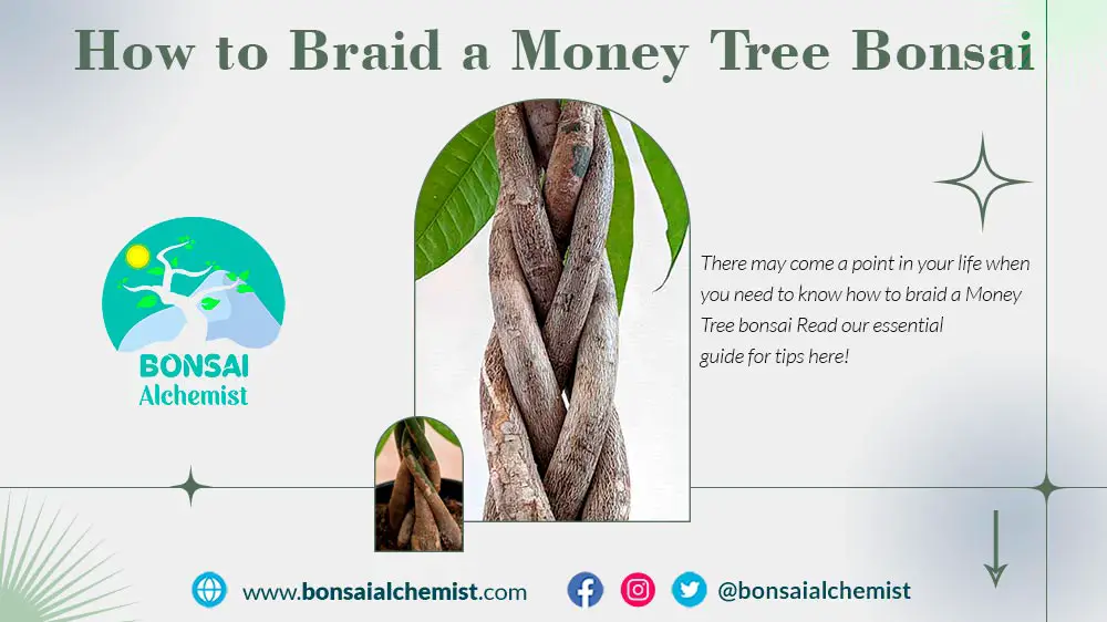 Braid a Money Tree Bonsai