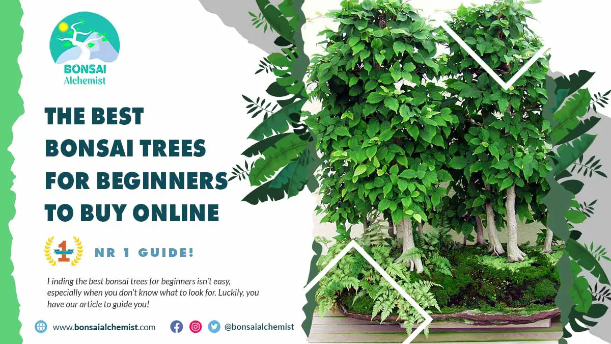 bonsai trees for beginners